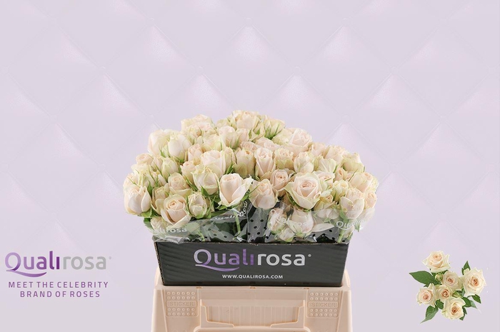 <h4>R Tr Super Bubbles</h4>