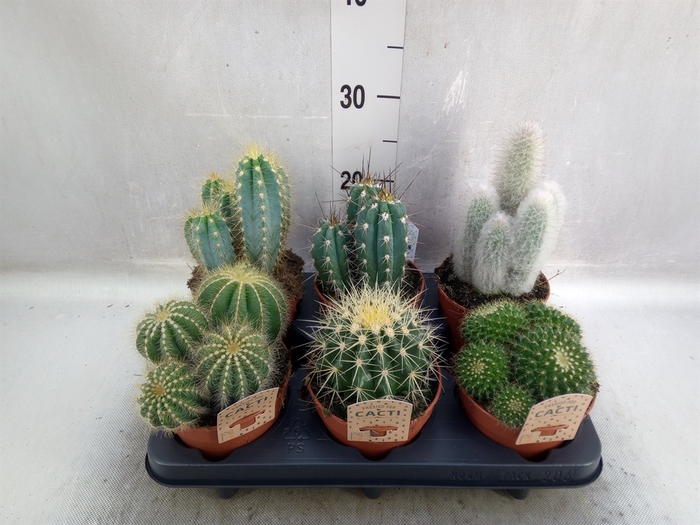 <h4>Cactus   ...mix</h4>