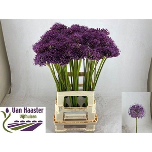 ALLIUM GLADIATOR