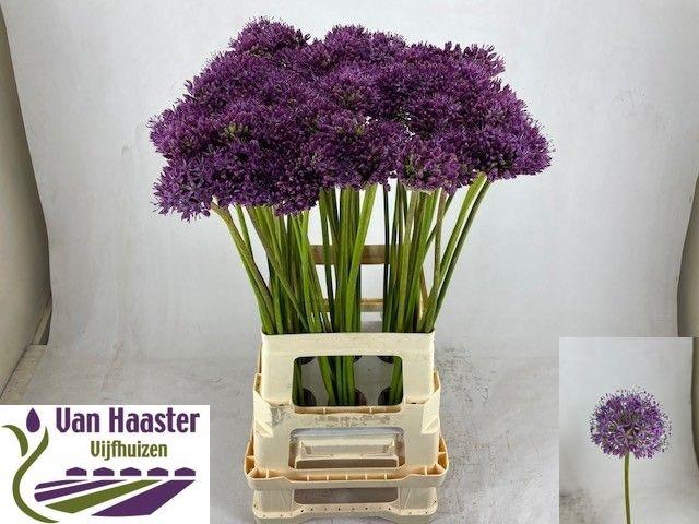 <h4>ALLIUM GLADIATOR</h4>