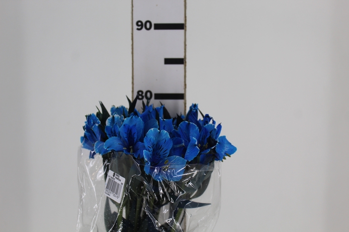 <h4>ALSTROEMERIA TINGIDA 080 CM AZUL</h4>