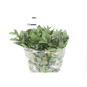 FOLHAGEM RUSCUS 070 CM