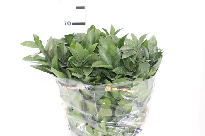 FOLHAGEM RUSCUS 070 CM