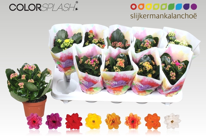 <h4>KAL GE GEM 7 KL</h4>