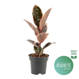 Ficus elastica 'Belize'