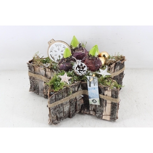 arr4 Hyacint JS - Boomschors ster goud