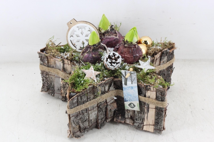 <h4>arr4 Hyacint JS - Boomschors ster goud</h4>