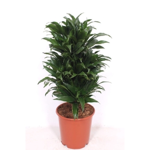 Dracaena Compacta