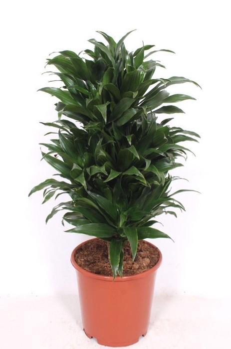 <h4>Dracaena Compacta</h4>