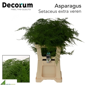 ASPARAGUS SETACEUS
