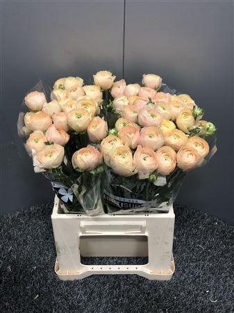 <h4>Ran Succ Pc750 Mix</h4>