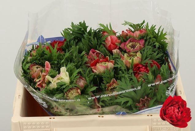 <h4>ANEM CO CARILL RED</h4>