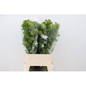 VIBURNUM ROSEUM 12+ PER STEM