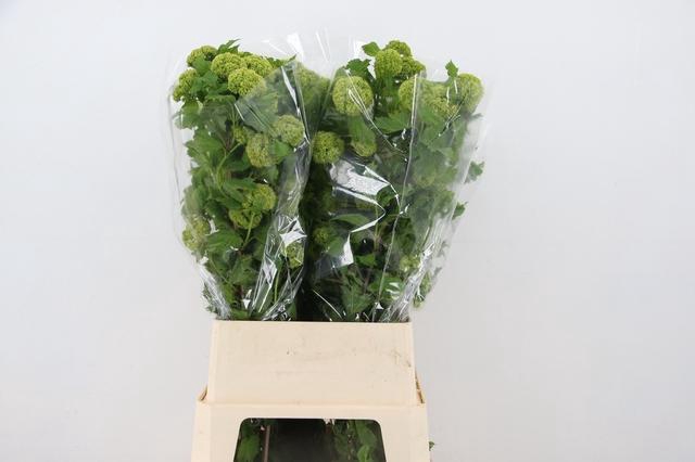 <h4>VIBURNUM ROSEUM 12+ PER STEM</h4>