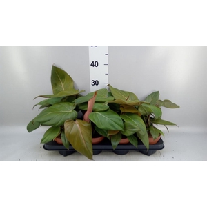 Philodendron   ...