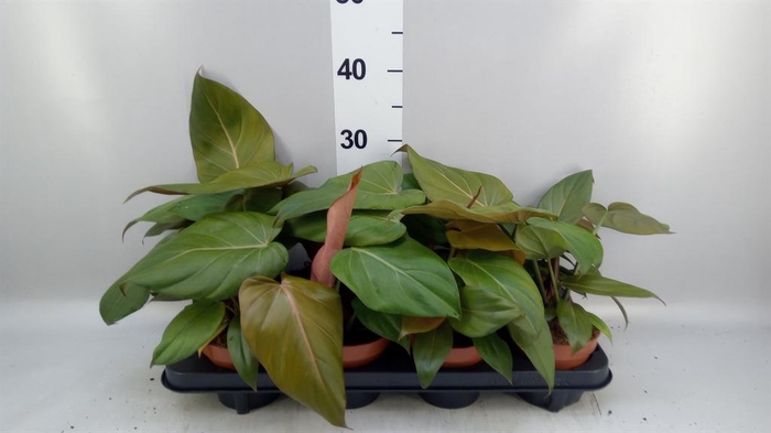 <h4>Philodendron   ...</h4>