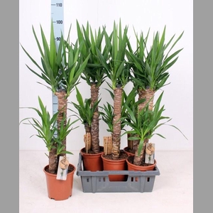 YUCCA