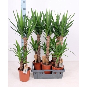 Yucca