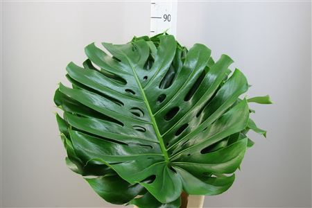 <h4>Monstera 50</h4>