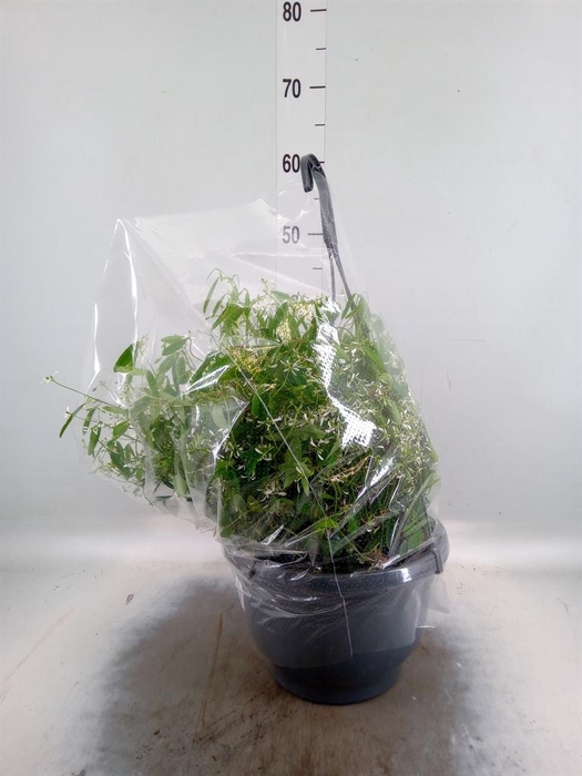 <h4>Euphorbia leucocephala 'Silverfog'</h4>