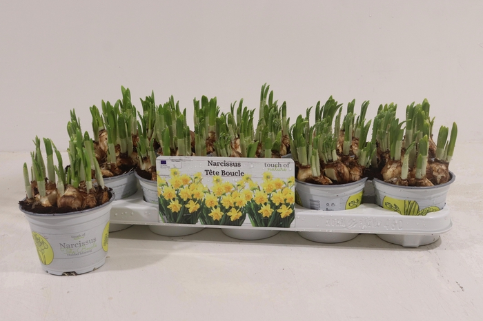 <h4>NARC D TETE BOUCLE</h4>