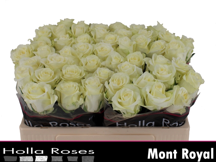 <h4>Rosa la mont royal</h4>