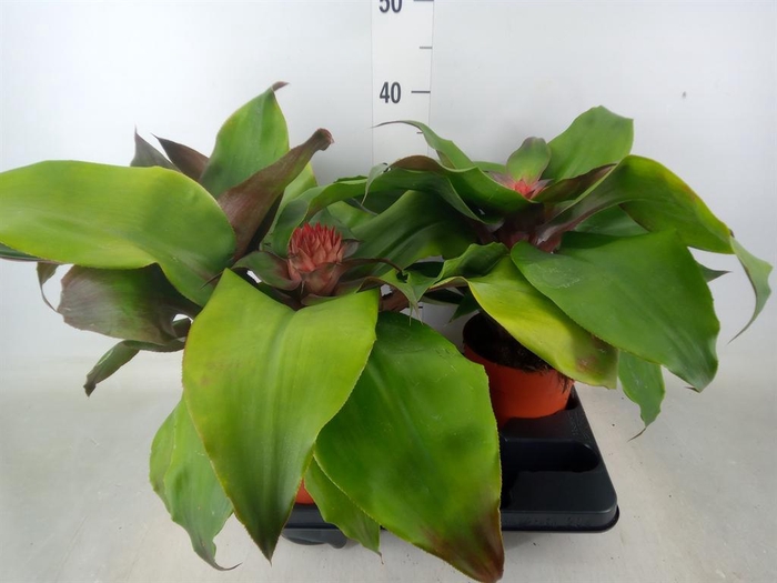 <h4>Aechmea tayoensis</h4>