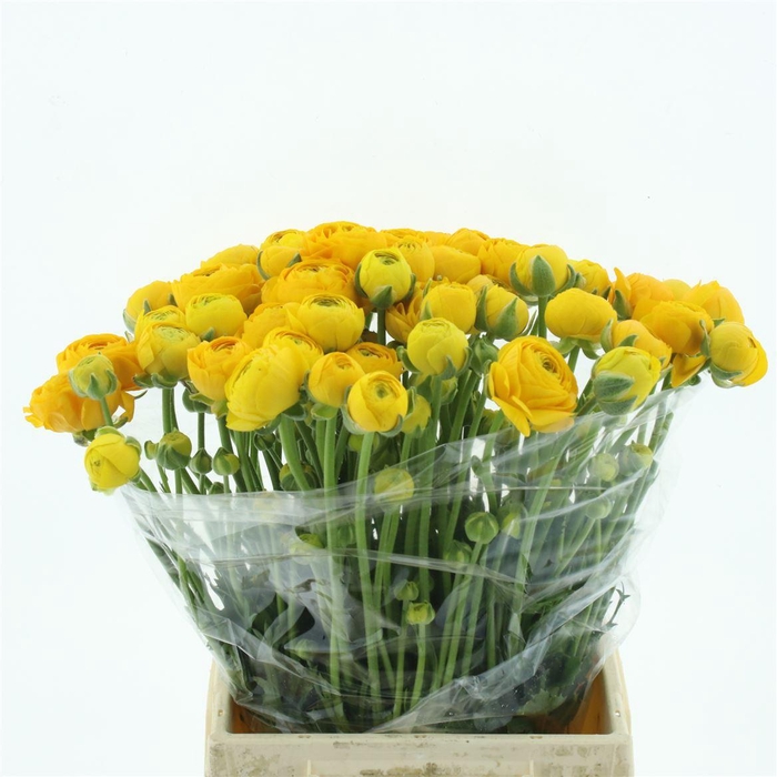 <h4>Ran El Sr Yellow Extra</h4>