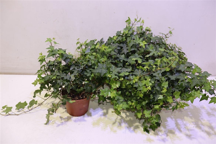 <h4>Hed He Pittsburgh</h4>