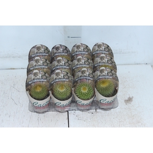 CACTUS P07 VARIEDADES ESPECIAIS