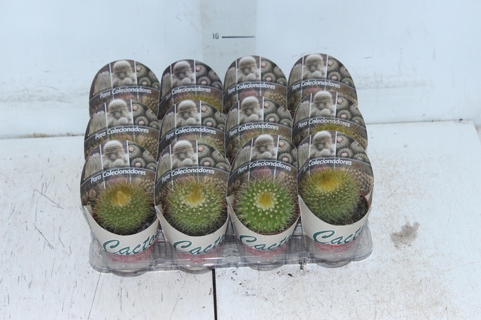 <h4>CACTUS P07 VARIEDADES ESPECIAIS</h4>
