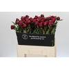 Paeonia Kansas