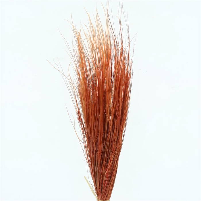 <h4>Dried Stypa Penata Orange Bs</h4>