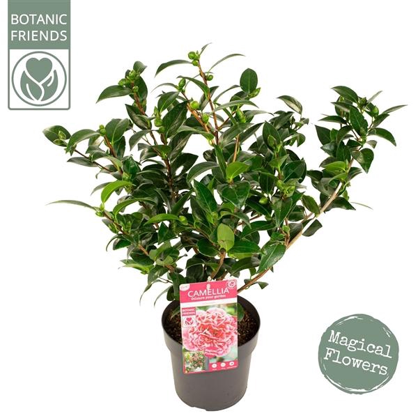 <h4>Camellia wil. 'Volunteer' ® Premium</h4>