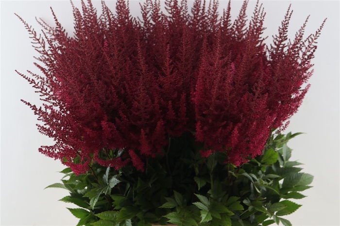 <h4>Astilbe Ar Paul Gaarder</h4>