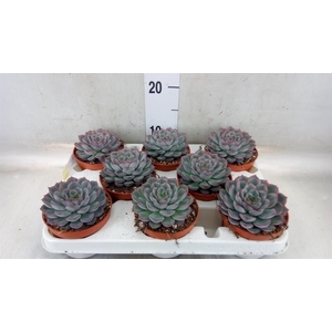 Echeveria  'Hercules'