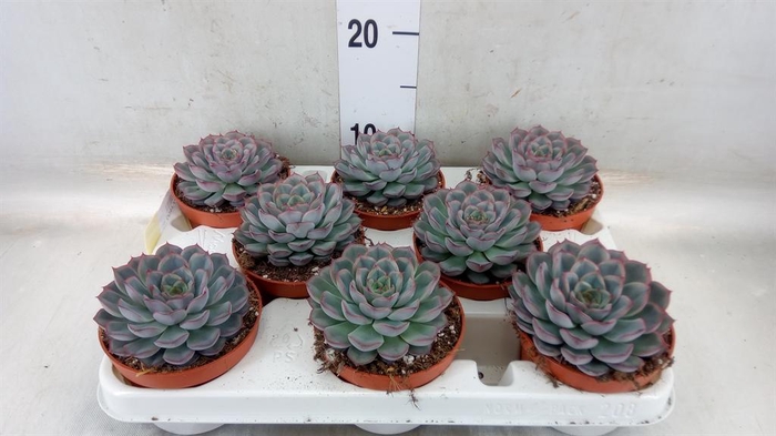 <h4>Echeveria  'Hercules'</h4>
