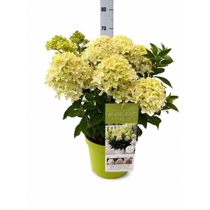 HYDR PANICULATA