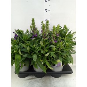 Lobelia  'Curacao Dark Blue'