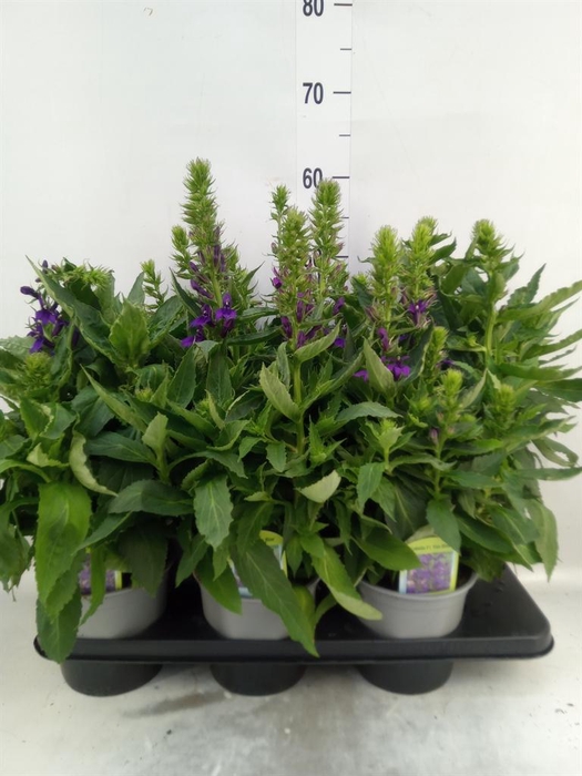 <h4>Lobelia  'Curacao Dark Blue'</h4>