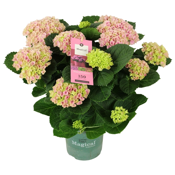 <h4>Hydrangea Magical Evolution ® rose 9/10 flowers</h4>