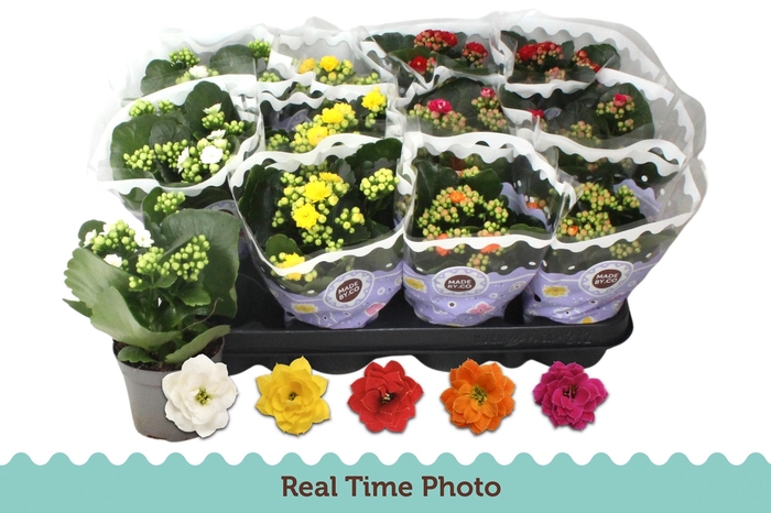 <h4>KAL GE GEM 5 KL</h4>