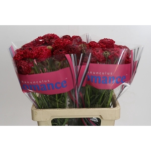 Ranunculus Romance Poodle Chaouen