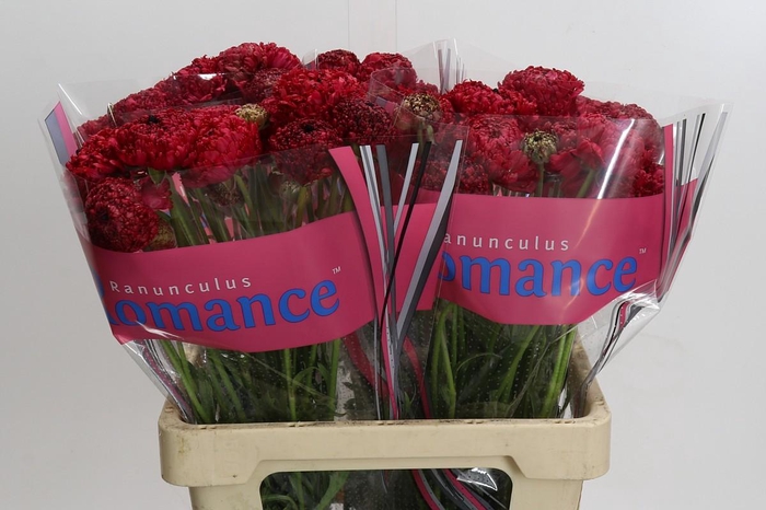 <h4>Ranunculus Romance Chaouen</h4>
