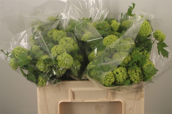 <h4>Viburnum Roseum St</h4>