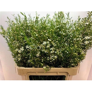 CHAME UN MAJEST WHIT