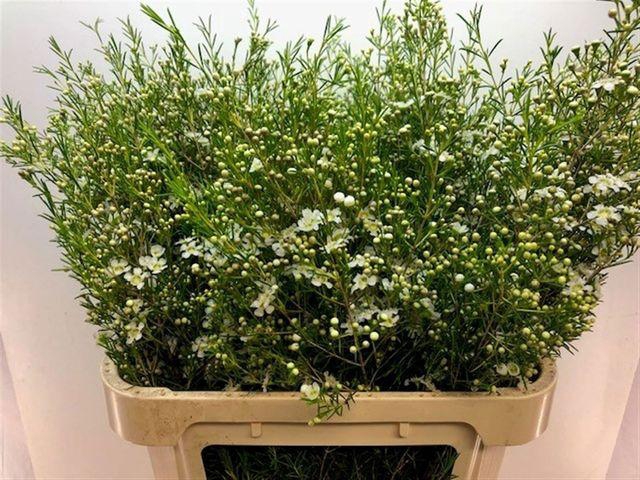 <h4>CHAME UN MAJEST WHIT</h4>