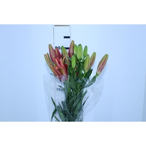 LIRIO CORLEONE 090 CM HT 3/4 FLS