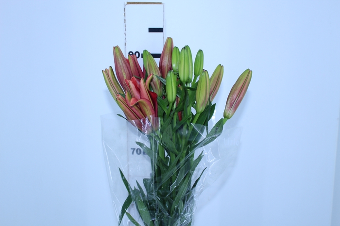 LIRIO CORLEONE 090 CM HT 3/4 FLS