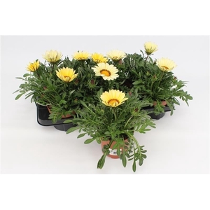 Gazania Big Kiss White